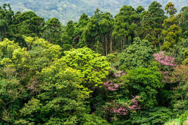 istock beautiful green forest background 1202295674