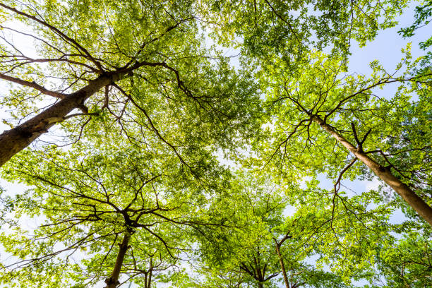istock Green trees in the park 1202296335