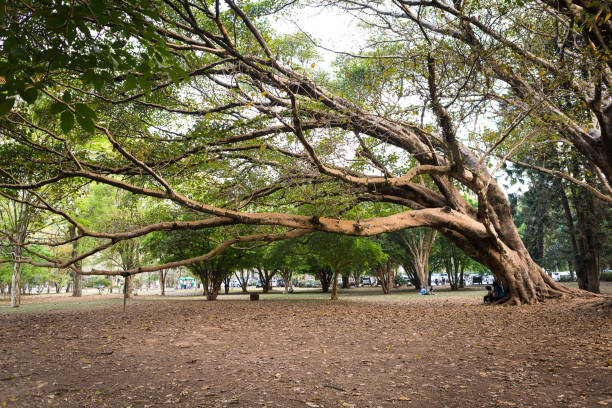 istock Collectively known as fig trees or figs, they are native throughout the tropics 1202296436