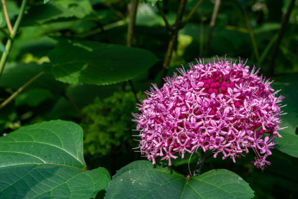 istock Many flowers shrub Clerodendrum (lat. Clerodendrum) in to single fragrant inflorescence. Selective focus. Close-up. Bright pink flowers of Clerodendrum on blurred background of greenery in garden. 1202296677