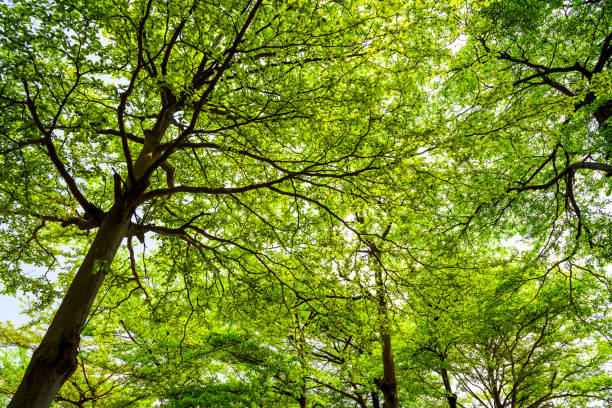 istock Green trees in the park 1202296800