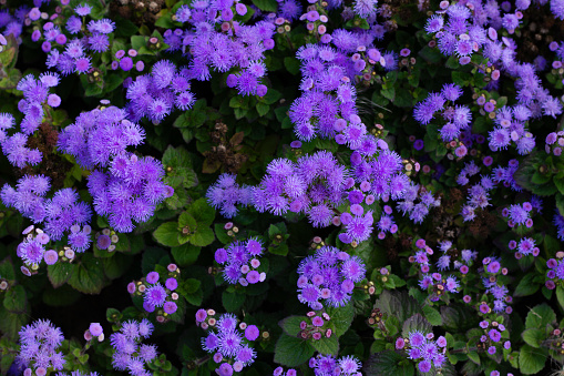 Small purple flowers close-up. Floral background. Floral greeting card. Lilac Bush asters or chrysanthemums. Live wall. Flat lay. Copy space.