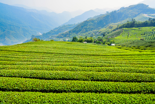 tea plantation in the mountaintop of Alishan in Taiwan.