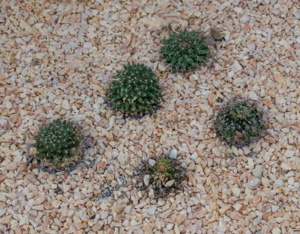 istock Natural cactus garden or terrace decoration. 1202297090