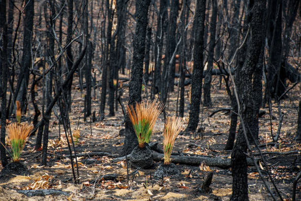 istock Australian bushfires aftermath: grass trees recovering after severe fire damage. Many of australian plant species can survive bushfires and re-sprout again 1202298135