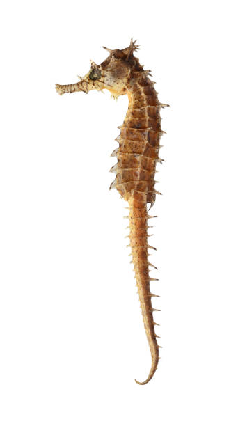 istock Dried sea horse 1202299486