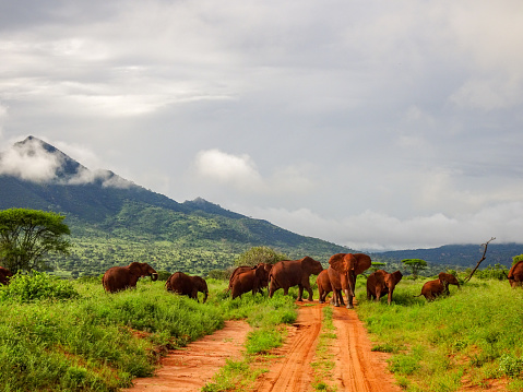 A group of African elephants with a male with huge tusks in the forest of Lake Manyara National Park – Tanzania