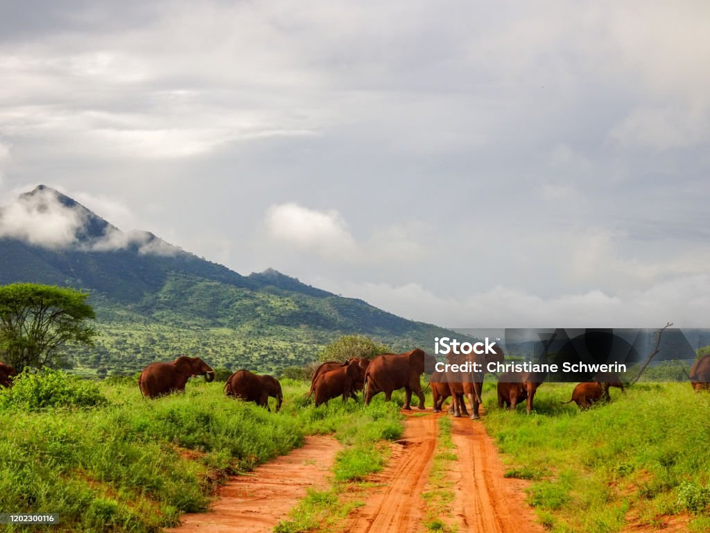 Elephants in Tsavo East and Tsavo West National Park in Kenya Kenya Stock Photo