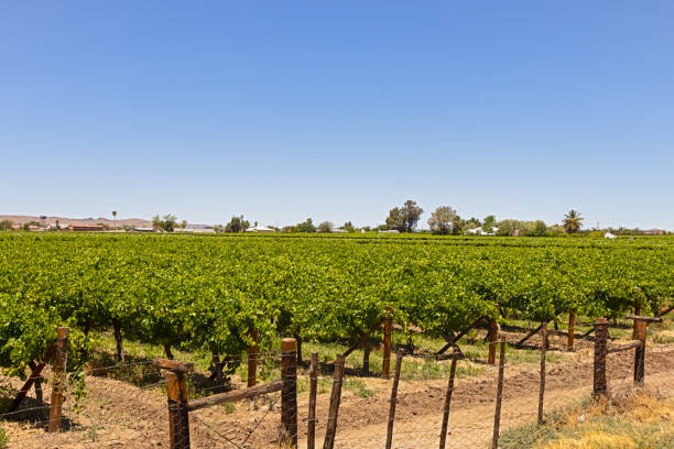 istock Vineyard on Kannon Island, Orange River 1202300218