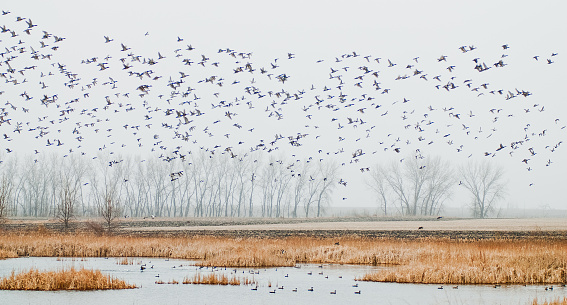 A flock of ducks take off over the pond in early spring in the midwest.