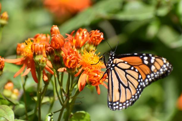 istock Monarch butterfly on a flower 1202301467
