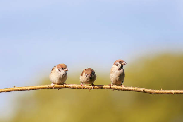 istock three little funny Chicks sit on a branch in a summer Sunny garden 1202301955