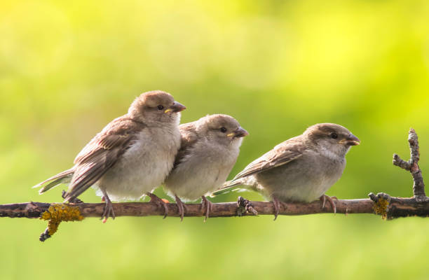 istock three little funny Chicks sit on a branch in a summer Sunny garden 1202301958