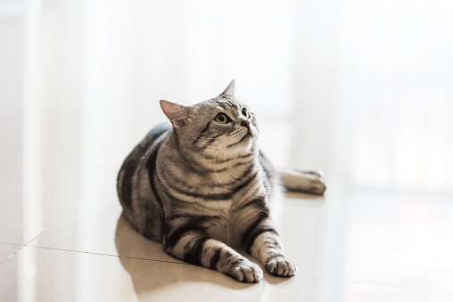 Cute playful cat lying on the floor in the room, selective focus