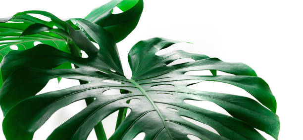 istock Selective focus of monstera leaves (leaf) on white color for decorating composition design background 1202302814