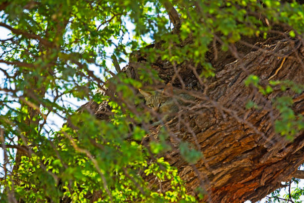Small wild cat in tree in Kalahari, Northern Cape, South Africa