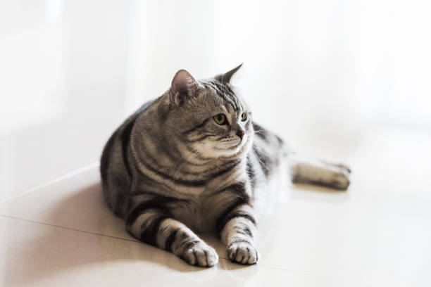 istock Cute playful cat lying on the floor in the room, selective focus 1202304553