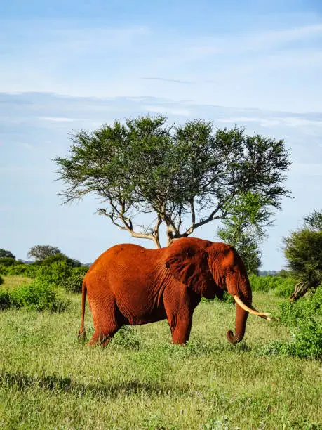 Elephants in Tsavo East and Tsavo West National Park in Kenya