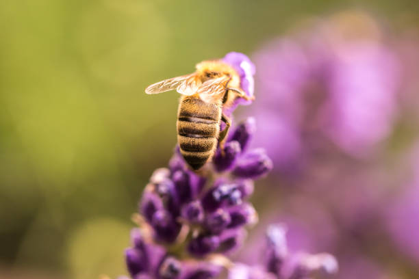 istock Pollination with bee and lavender during sunshine, sunny lavender 1202304598
