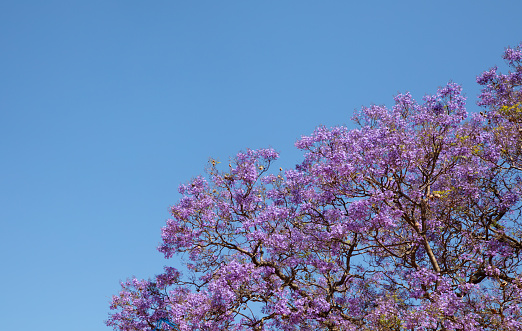 Jacaranda tree in bloom against a clear blue sky.