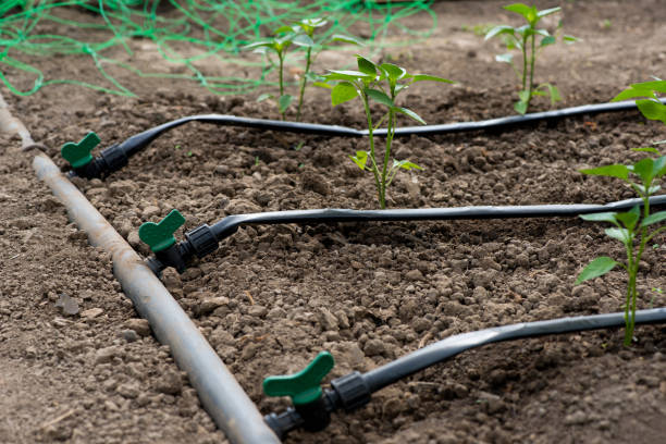 serra con piante di pepe biologico e sistema di irrigazione a goccia - messa a fuoco selettiva - greenhouse pepper vegetable garden agriculture foto e immagini stock