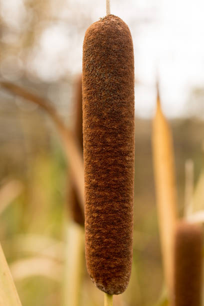 istock Reed plant in autumn 1202306055