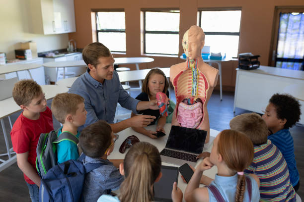 istock Male teacher using an human anatomy model to teach 1202306243