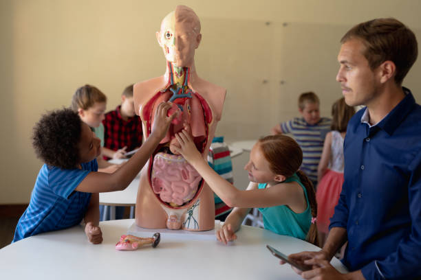 istock Group of elementary school kids working with anatomy model 1202306372