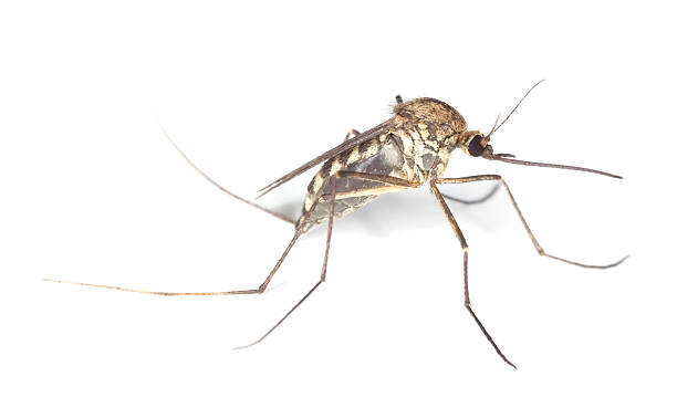 istock Mosquito filled with blood isolated on white background 120230681