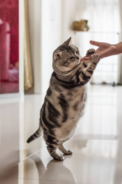 istock A woman reaches out to feed her cat 1202307514