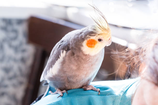 istock Grey Corella Parrot (Nymphicus hollandicus) sitting on the shoulder. 1202307669
