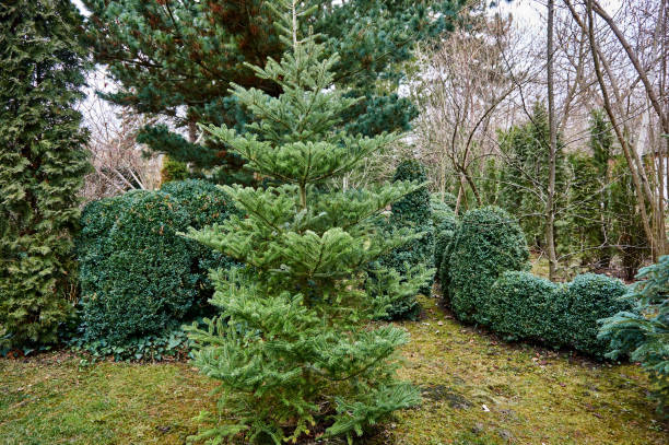 istock Beautiful landscaped garden with evergreens. 1202307804