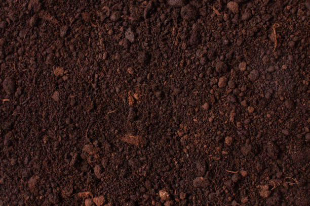 istock Background texture of fertile flower soil 1202308516