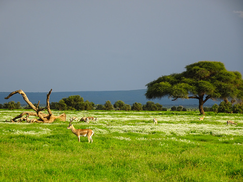 Antelopes in Tsavo East, Tsavo West and Amboseli National Park in Kenya