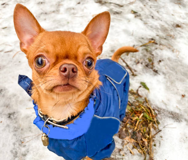 istock Cute redhead dog Chihuahua 1202308945