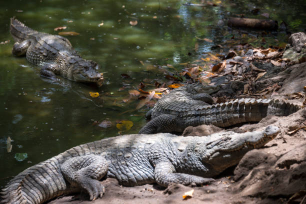 istock Crocodiles in the Gambia 1202310170