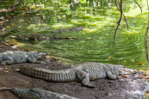 istock Scene with crocodiles in Gambia 1202310176