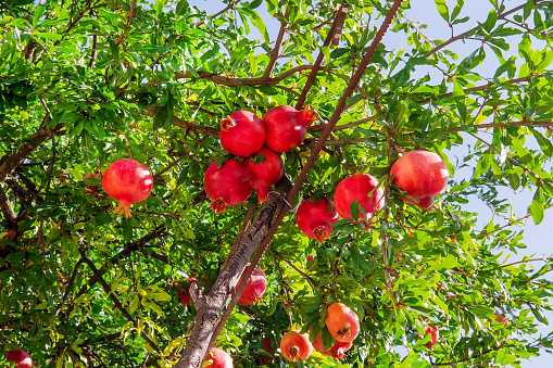 Pomegranate tree variety Red fruit hanging happily from its branch