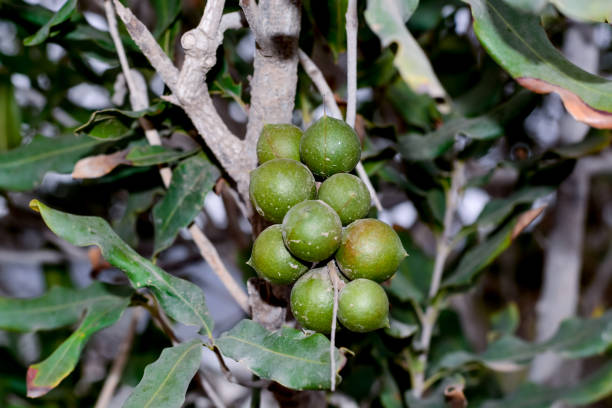 istock Evergreen macadamia free with ripe green nuts in shell ready for harvest 1202310541