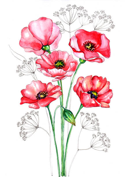 набор красных акварелей ручной обращается маковые цветы - stem poppy fragility flower stock illustrations