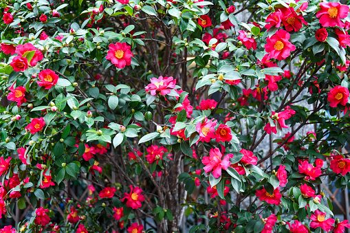 Close-up of a flowering shrub of Camellia with deep pink flowers and glossy leaves in December, Turin, Piedmont, Italy
