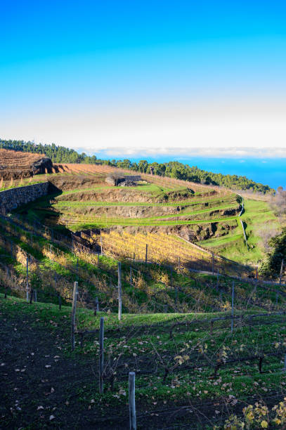 winter landscape with view on terraced vineyards located above clouds level on mountains slopes near village puntagorda, north wine production region on la palma island, canary, spain - la fuencaliente imagens e fotografias de stock