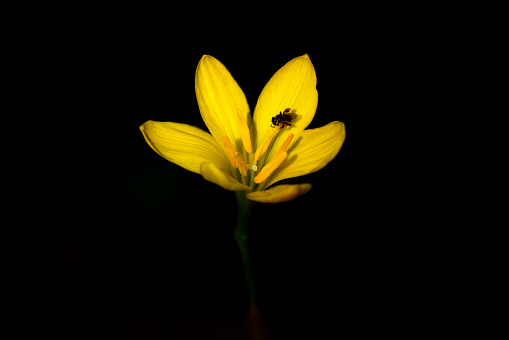 Yellow spring flower with bee  isolated on white background