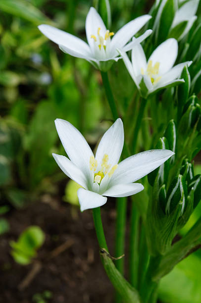 istock Beautiful White Ornithogalum (Grass Lily) Flowers 120231188