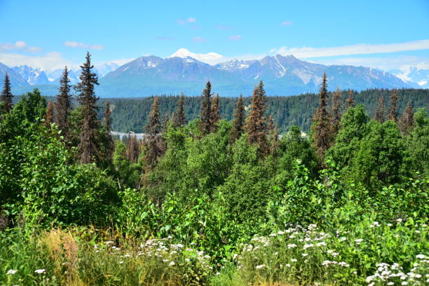 istock South View of Denali 1202313694