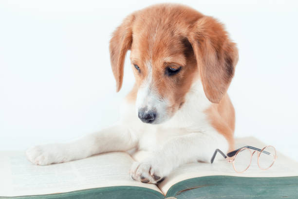 istock white-red-haired puppy with long ears reads a large paper book 1202313974