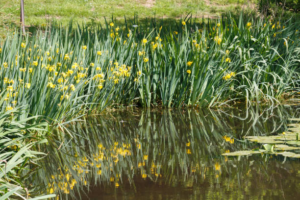 istock Water iris near a pond 1202314303