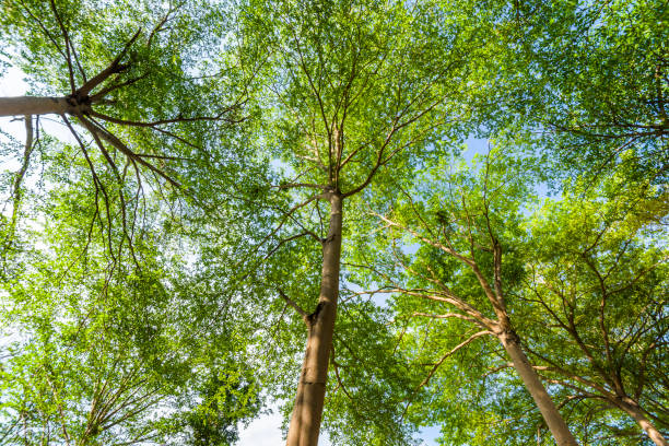 istock Green trees in the park 1202316576