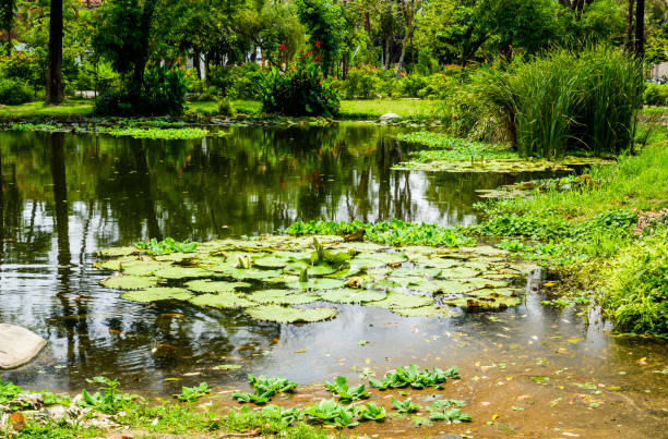 istock Reflection of trees in a park pool 1202316712
