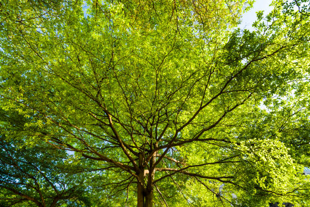 Green trees with blue sky